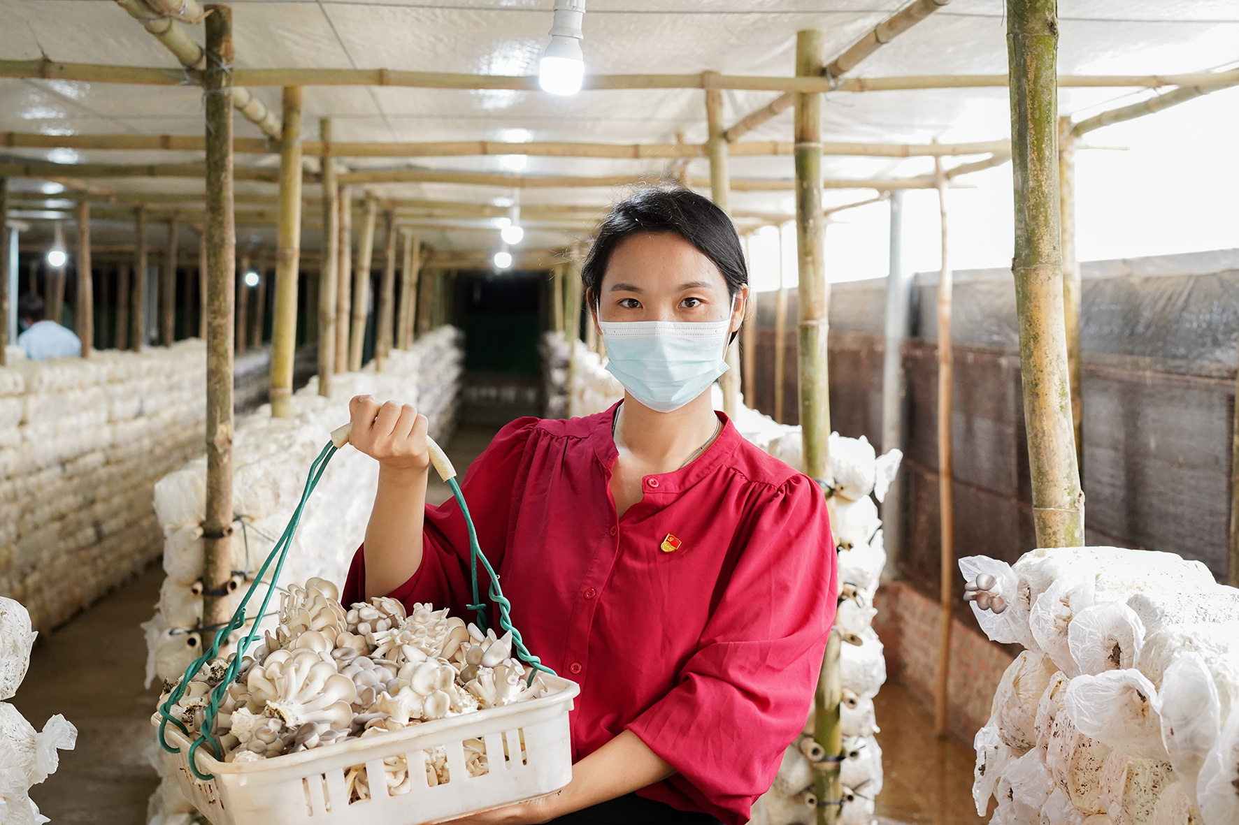 镇味道丨小菌菇撑起“致富伞”！罗定罗平打造菌菇特色专业村