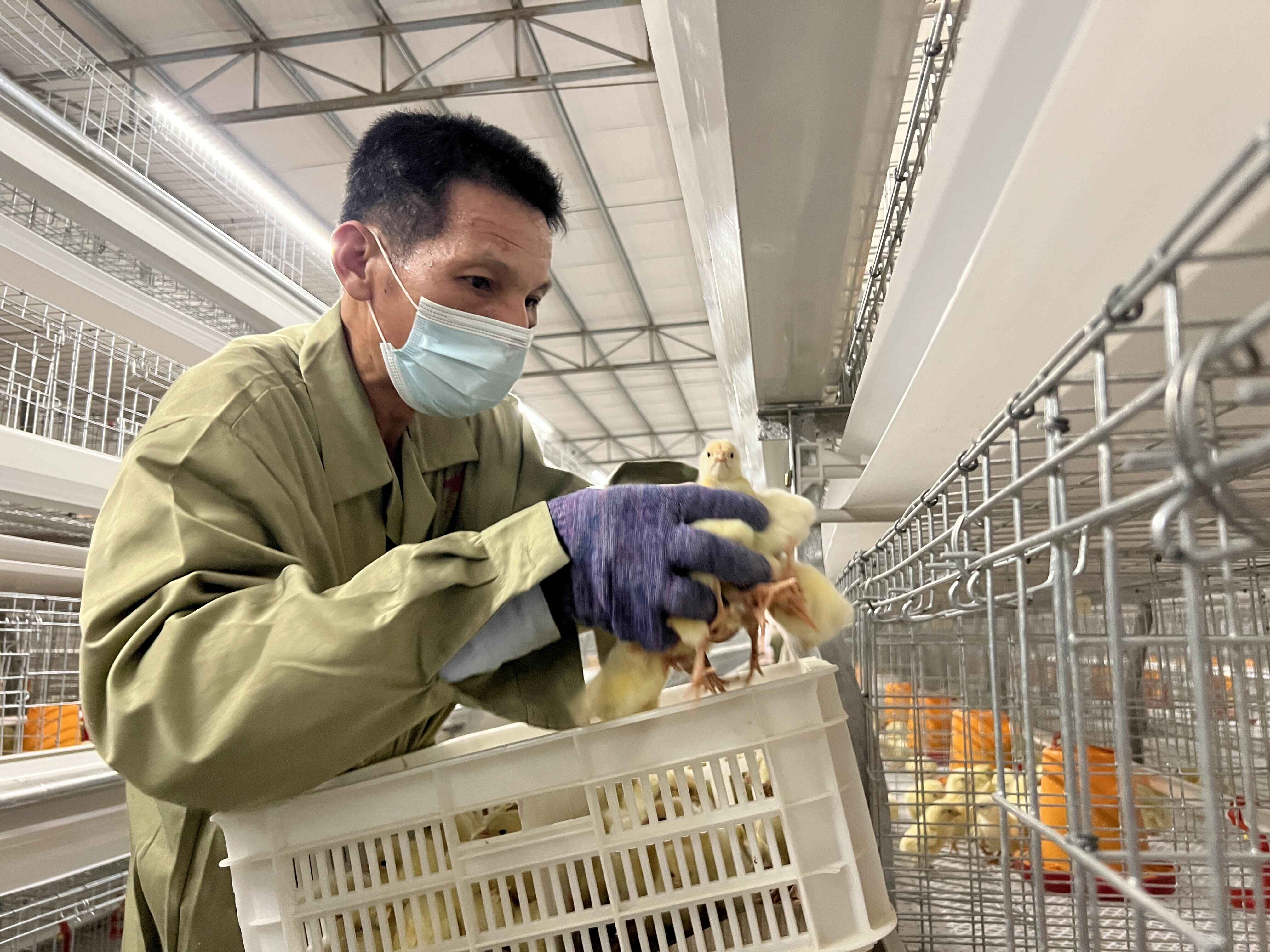 挂点手记丨新兴水台这个养殖小区3万多只“小优鸡”进场