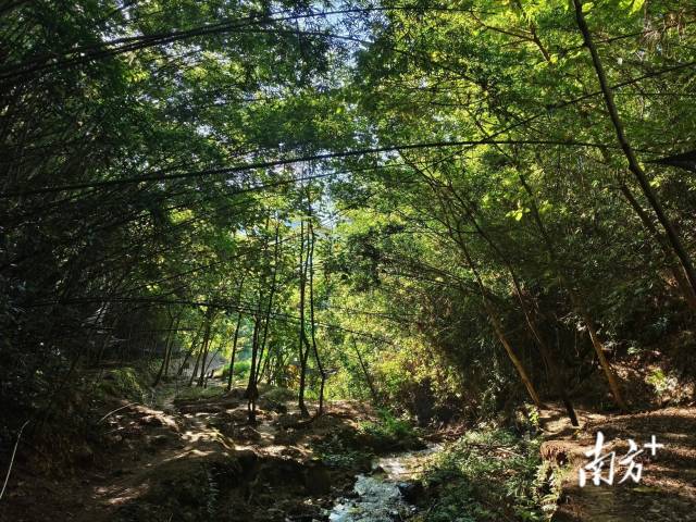金线莲林下仿野生可持续种植示范地�

。