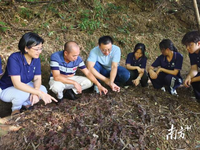 点草成“金”突击队与指导老师正在观察金线莲生长状态。