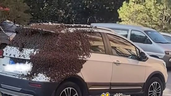 头皮发麻！车主下班见爱车被蜜蜂“吞没”