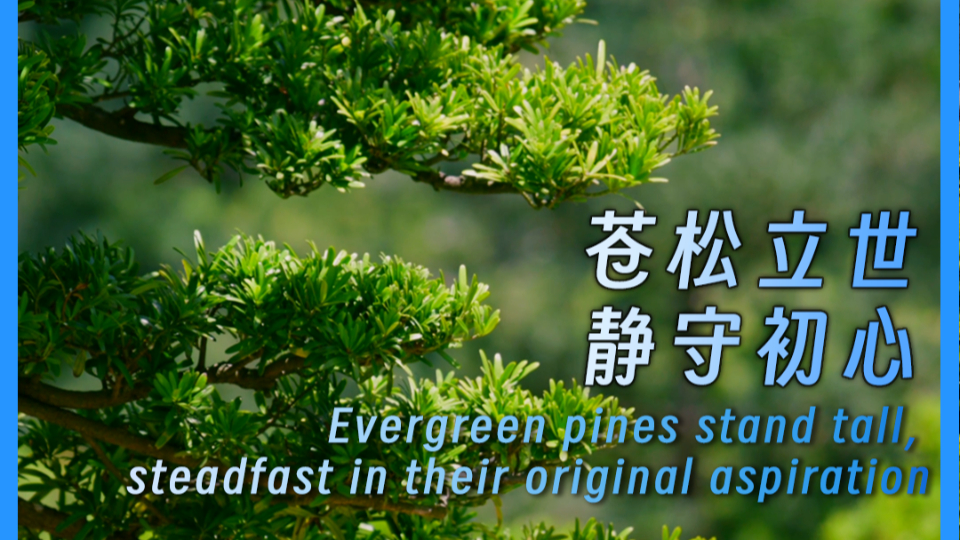 Evergreen pines stand tall, steadfast in their original aspiration