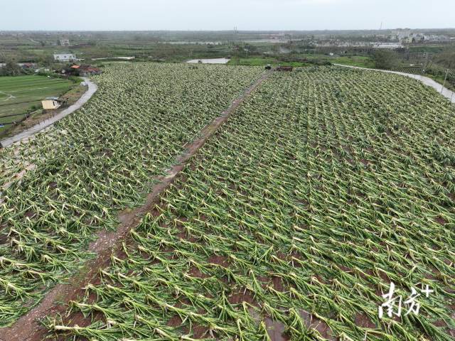 台风“摩羯”过后，青年联村旁的60亩香蕉林。