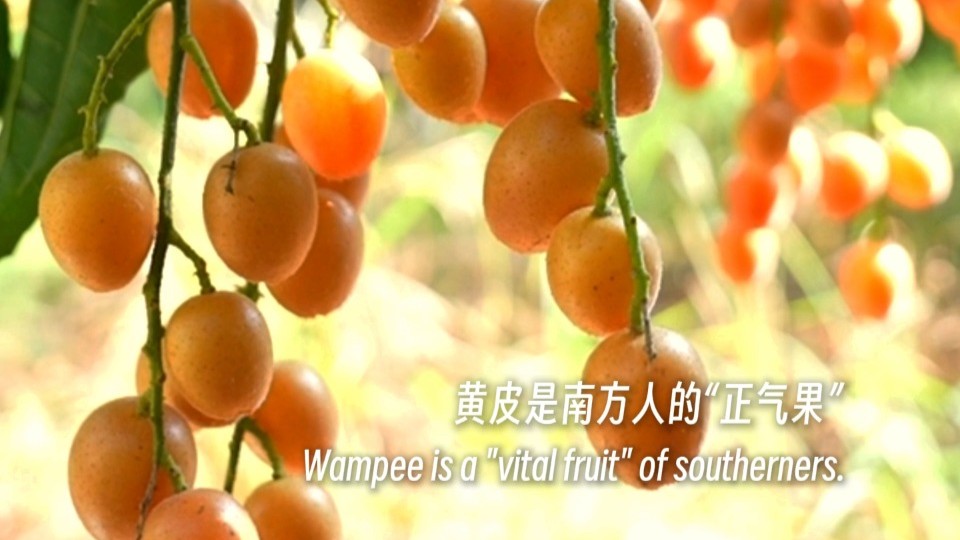 Chinese wampee, sweet as honey