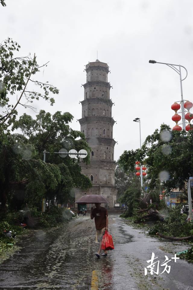 台风“摩羯”来临后，徐闻县城东方一路绿化树。