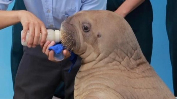 China's first hand-reared Pacific walrus calf thrives in China's Guangdong