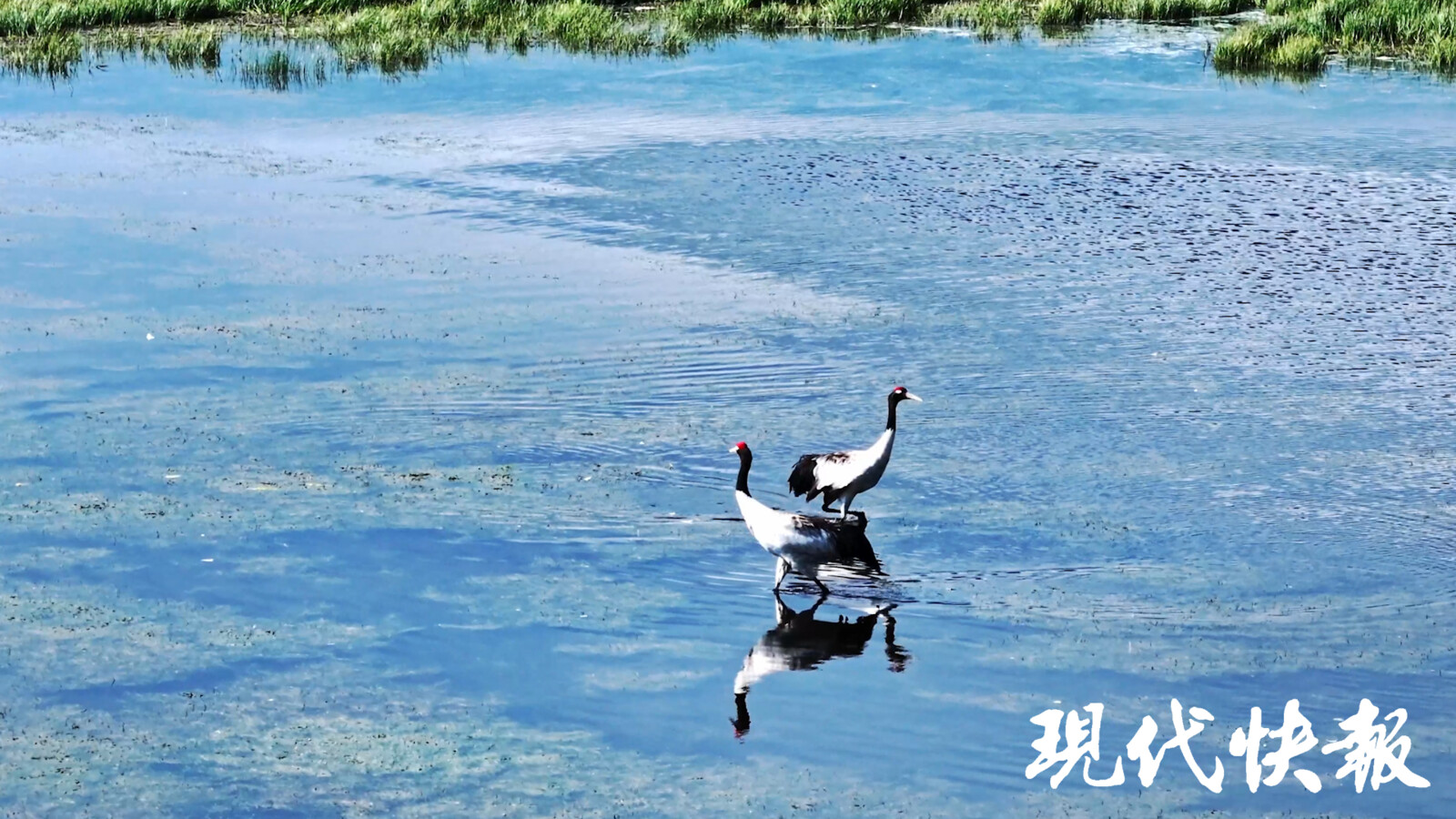 丹顶鹤在水中嬉戏
