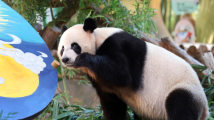 Giant panda triplets enjoy special 'mooncakes' on Mid-Autumn Festival