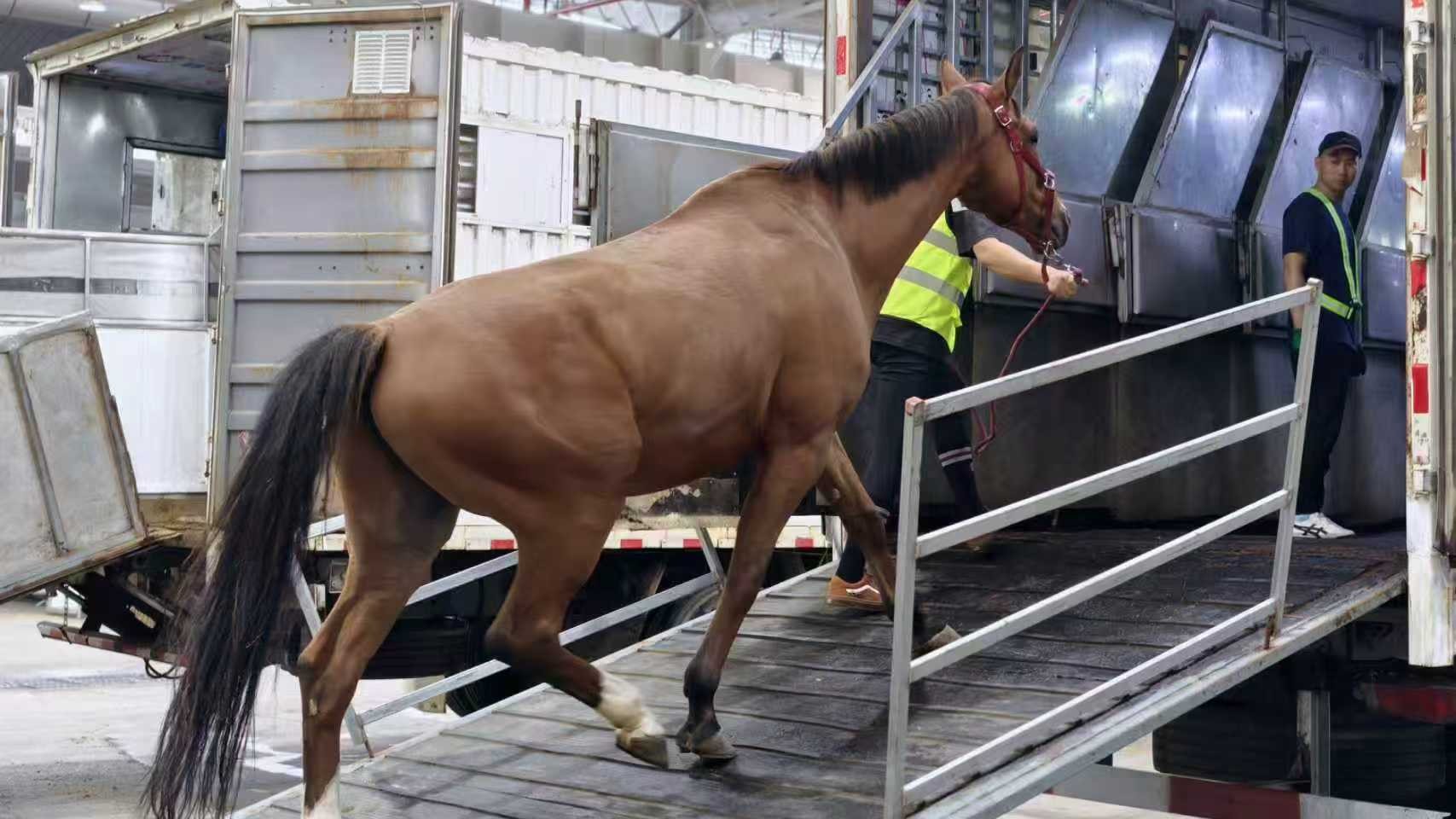 Guangzhou Baiyun Int'l Airport welcomes 18 horses in landmark live animal shipment