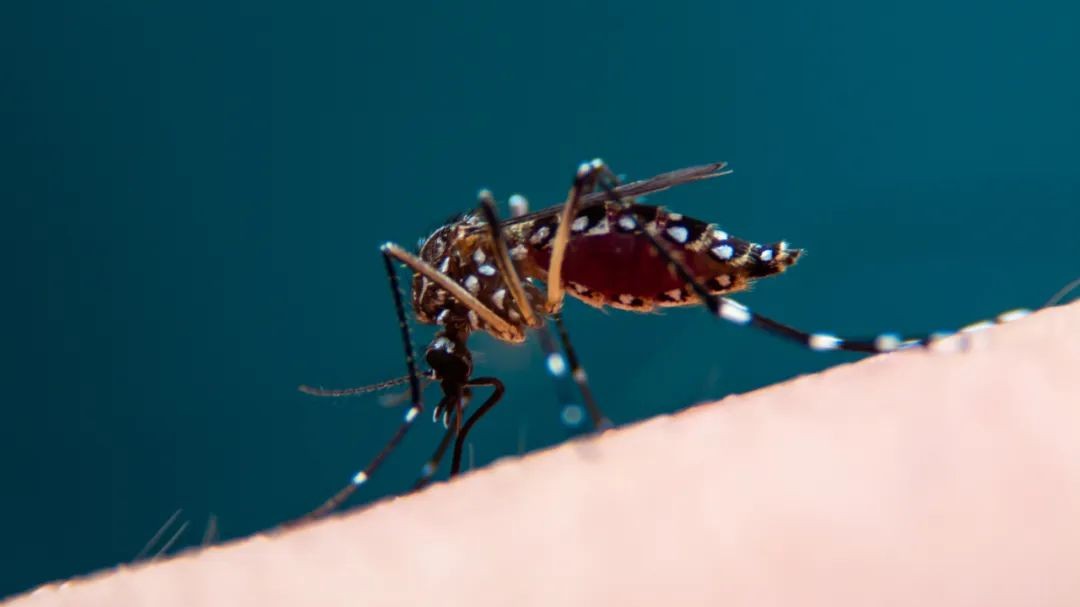 Jiangmen activates Chikungunya fever L3 emergency response
