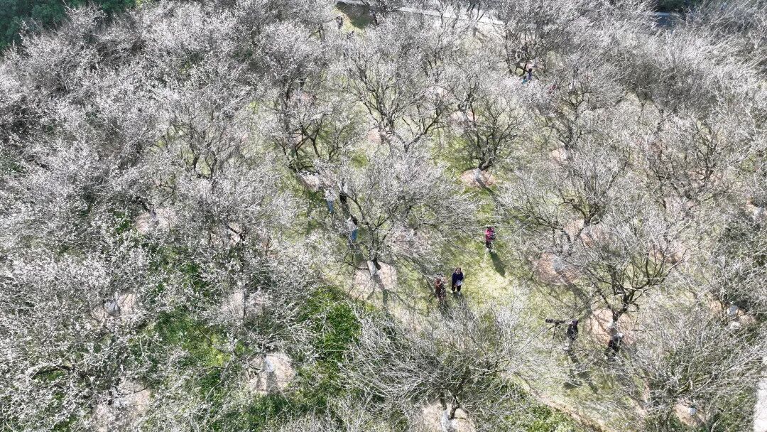 　　昨日，广州萝岗香雪公园迎来新年的第一批游客。作为1963年版“羊城八景”之一、广东省级非物质文化遗产的“萝岗香雪”，在梅花初绽的冬日里焕发出别样生机。（图/广州日报新花城记者：杨耀烨）