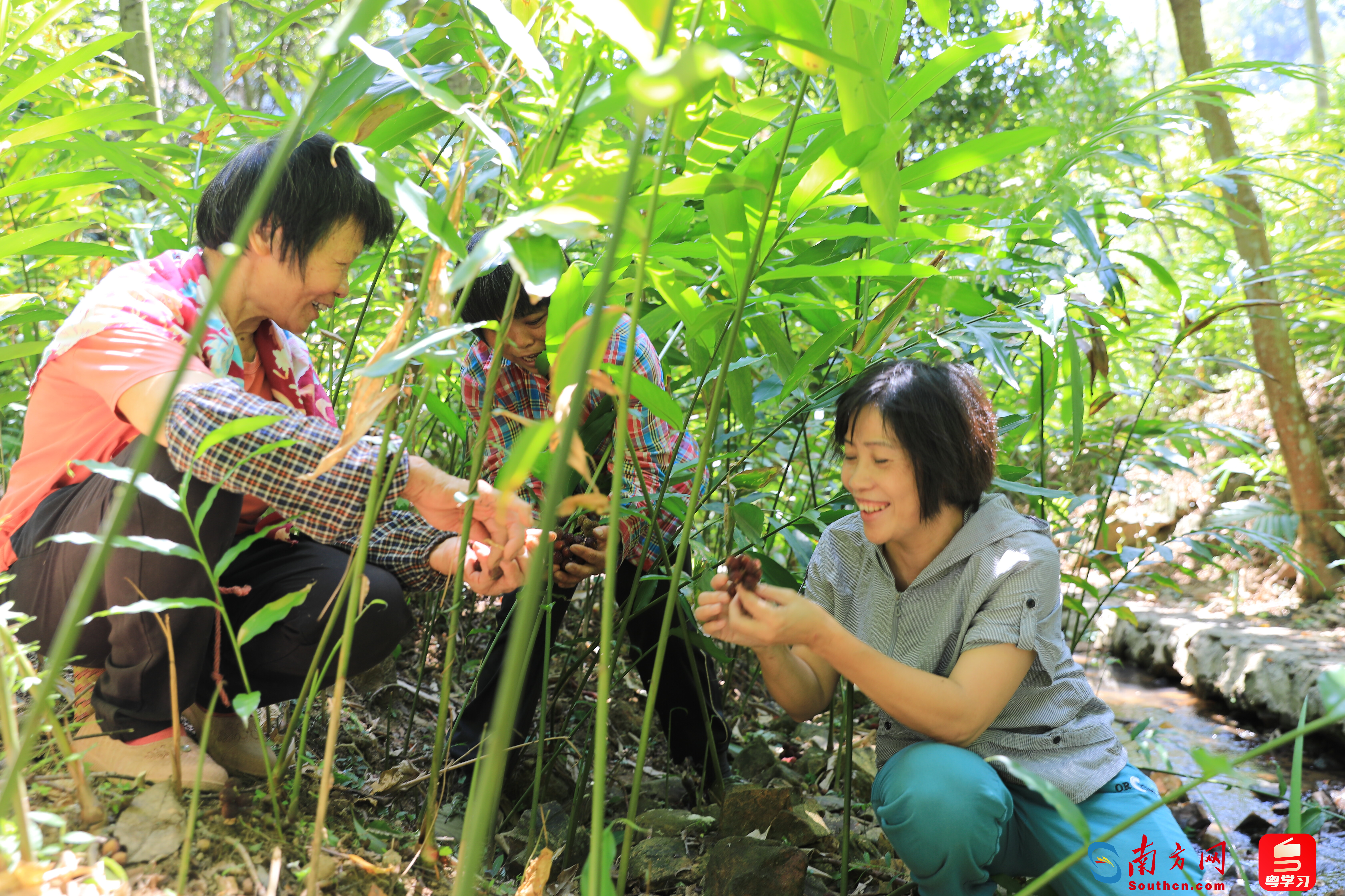 冯惠容在砂仁种植基地