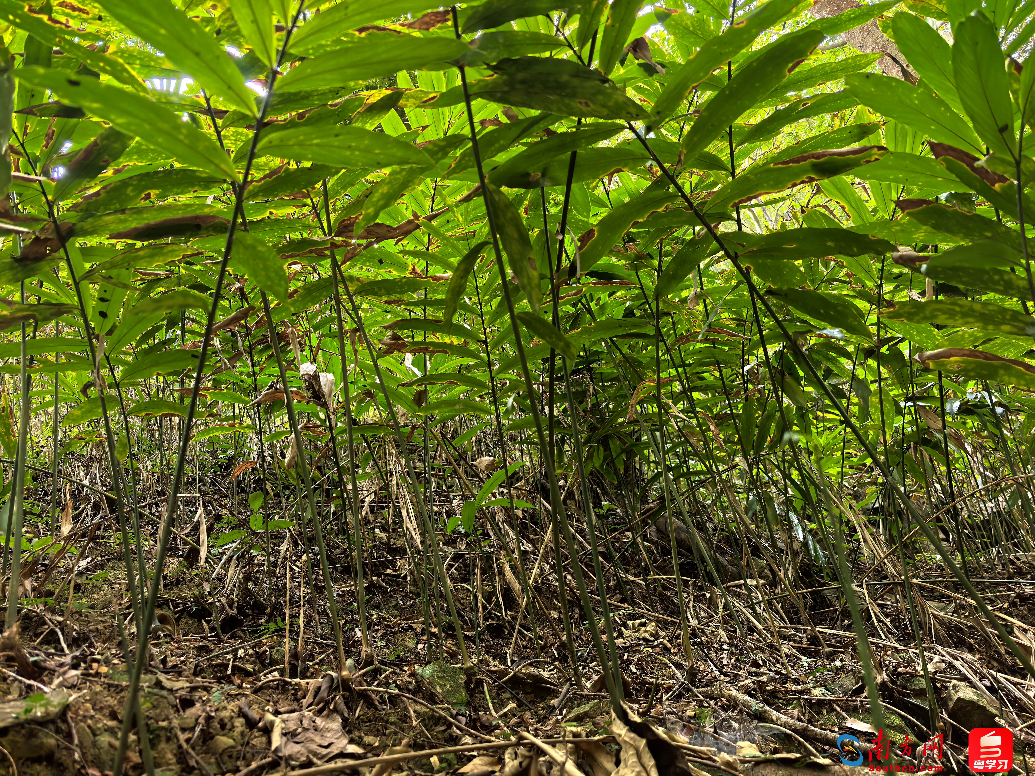 郁郁葱葱的砂仁林地