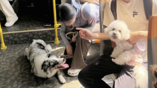 'Pet Bus' launched in Shenzhen