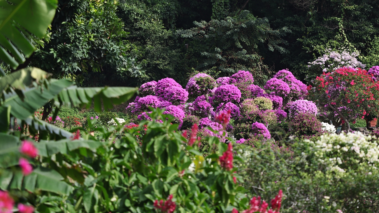 Shenzhen Bougainvillea Show on the horizon