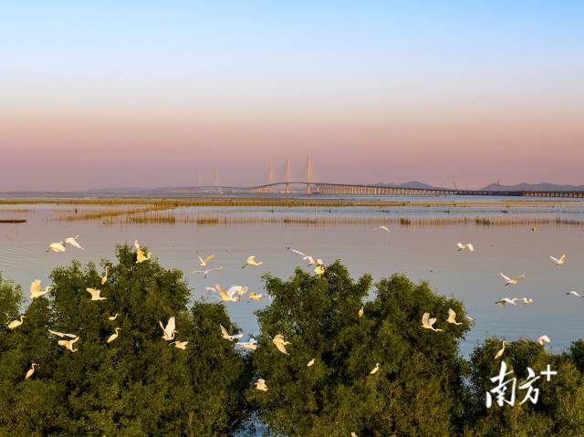 黄茅海跨海通道江门一侧，鹭鸟成群结队在此嬉戏，与远处的大桥相映成趣。