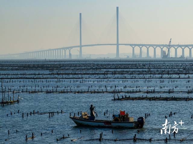 江门台山市是远近闻名的“生蚝产地”，渔民在黄茅海跨海通道江门一侧收获生蚝。