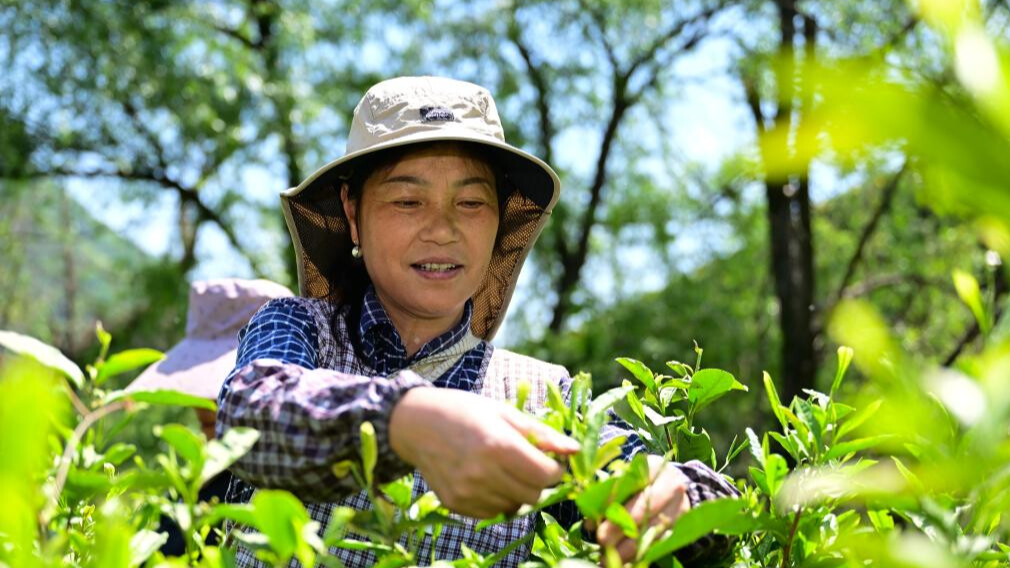 In pics: national intangible cultural heritage -- making technique of Taiping Houkui