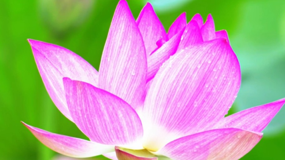 Summer solstice sings: all things grow toward the sun