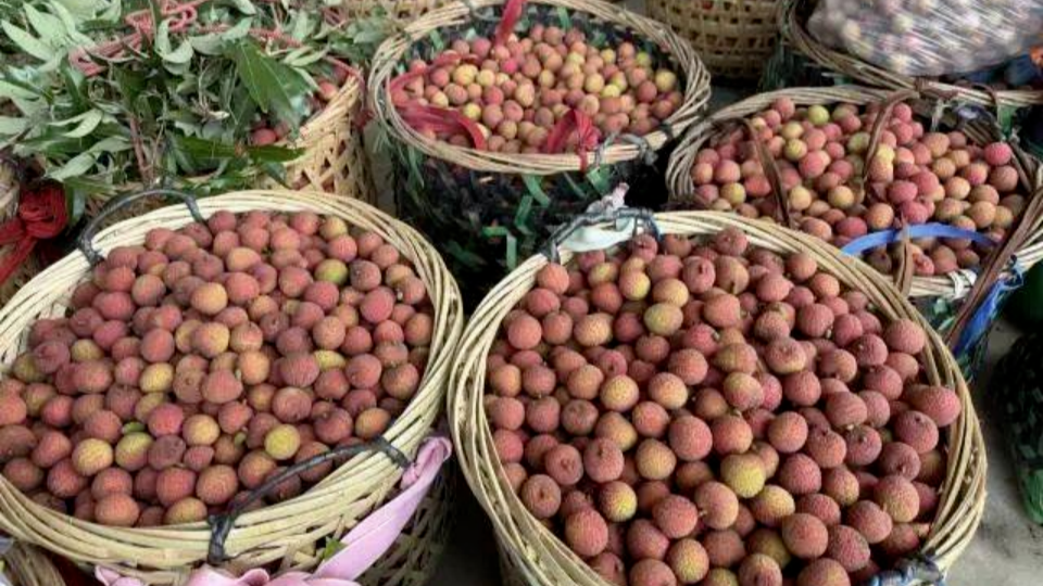First batch of Leiling lychees heads to North America
