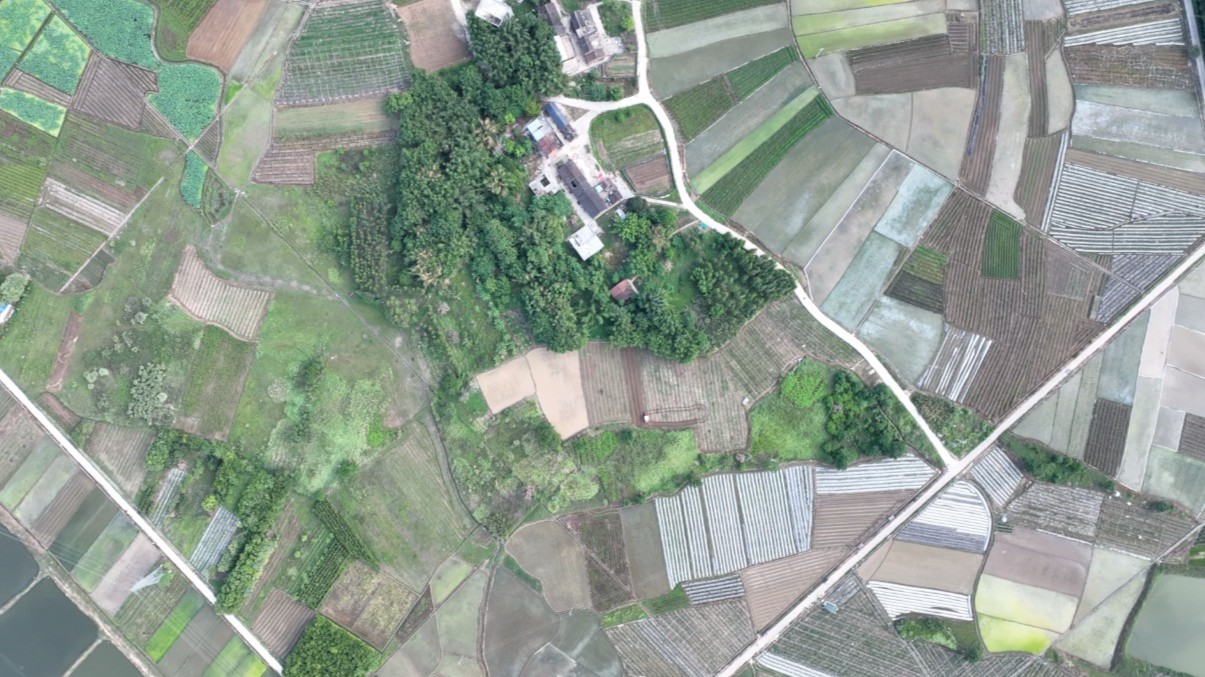 争分夺秒与台风“抢粮” 广东全力做好农业救灾复产