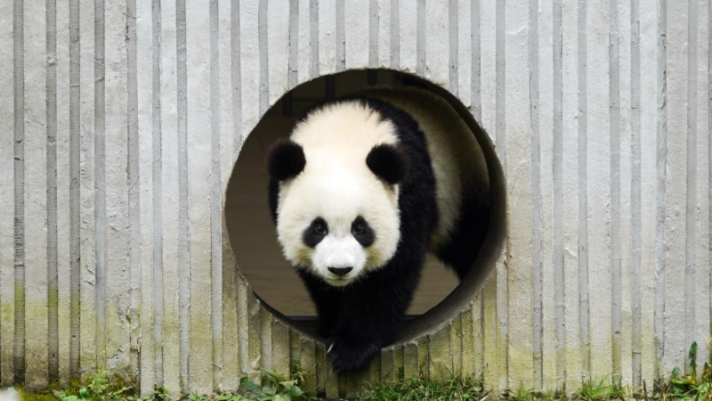 La Chine compte désormais près de 1 900 pandas géants sauvages