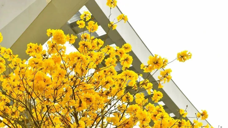 Belle photo | C’est le bon moment pour admirer les fleurs de Shenzhen