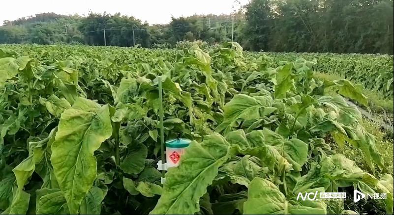 灵潭村黄烟种植田安装生物诱捕器，科学解决虫害，减少农药使用。