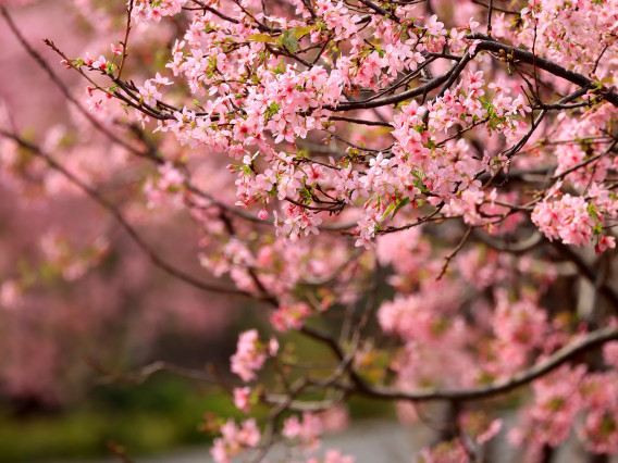 Five boutique Spring flower-viewing routes in Guangdong