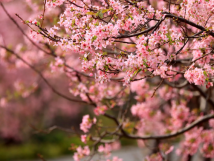 Five boutique Spring flower-viewing routes in Guangdong Five boutique Spring flower-viewing routes in Guangdong