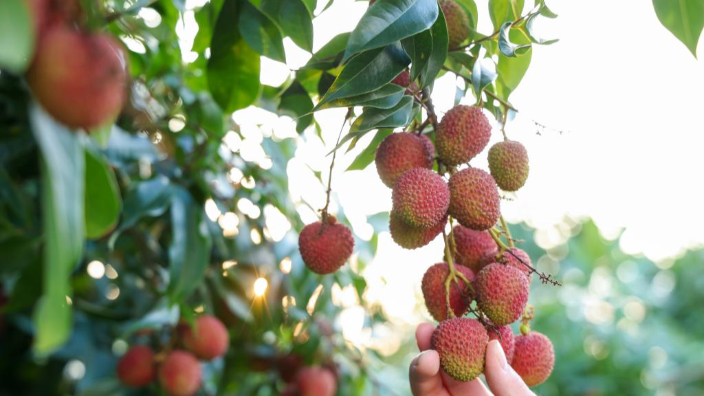 Chinese lychees captivate Dubai