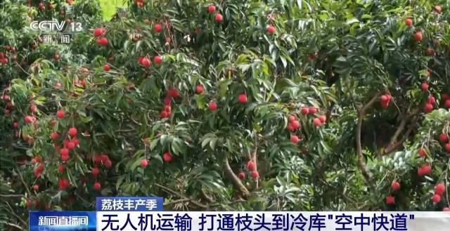 从岭南枝头到全球餐桌，广东荔枝解锁“四季鲜”密码→