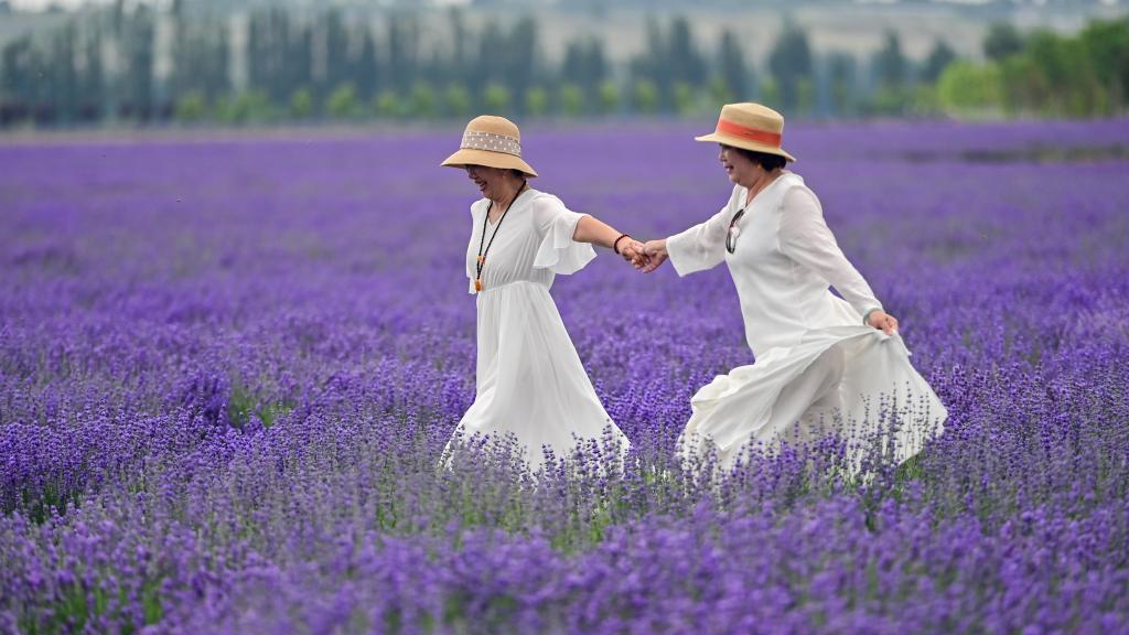 Lavender tourism festival promotes economic development in China's Xinjiang