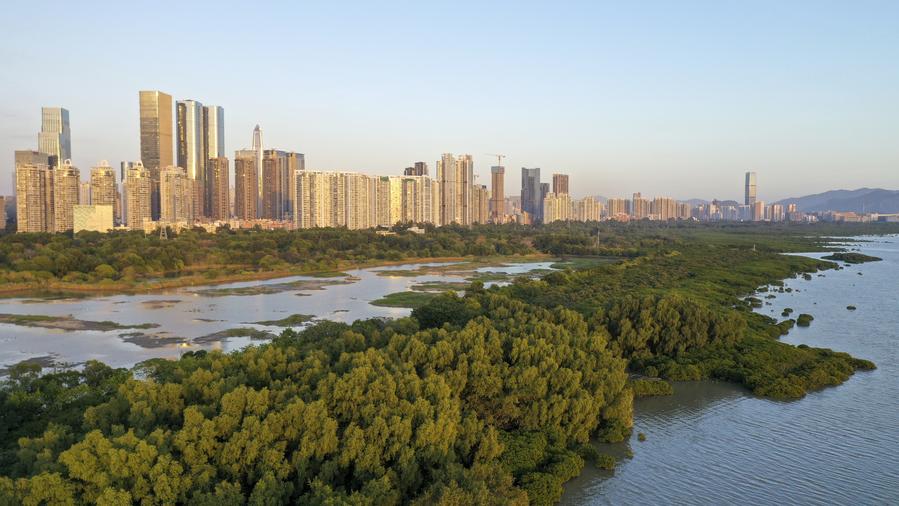 Shenzhen, Hong Kong jointly conserve mangrove wetlands