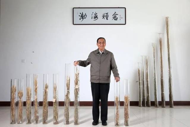 李振声院士在中国科学院遗传与发育生物学研究所农业资源研究中心南皮生态农业试验站展示历次杂交后获得的小麦品种的标本。新华社记者 金立旺 摄