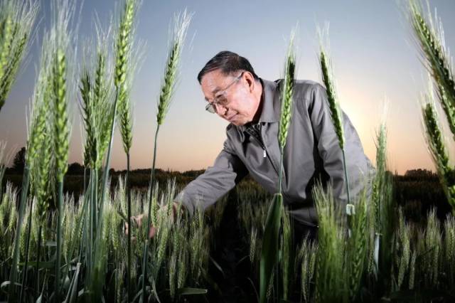 国家勋章和国家荣誉称号获得者 | 李振声：矢志攻关 筑牢大国粮仓