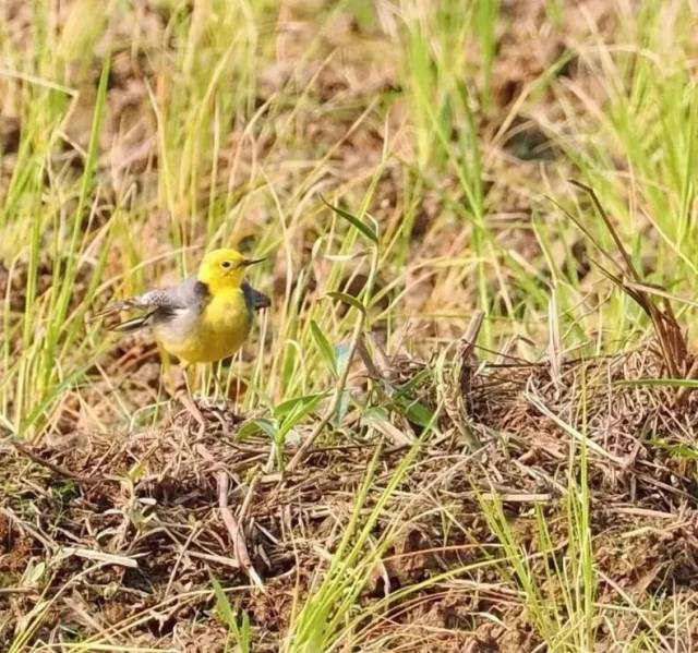 郭学治同学发现的黄头鹡鸰