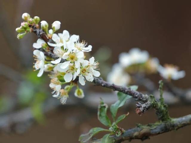 △往年盛开的景致。肇庆发布特约摄影师西江1号 摄