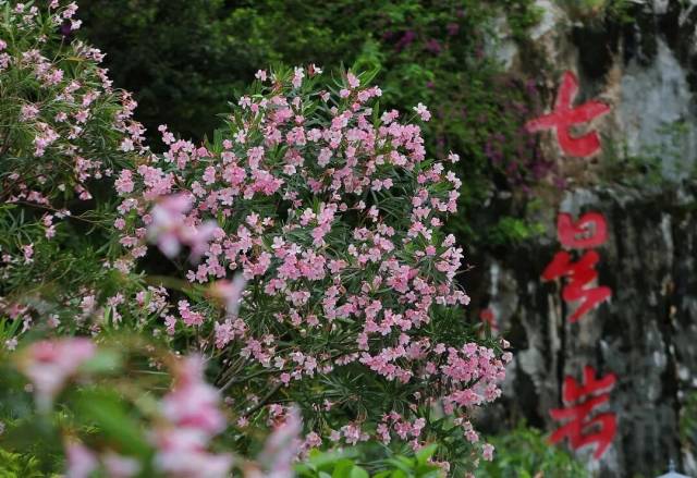 △肇庆发布特约摄影师 西江1号 摄