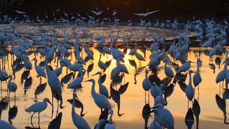 Egrets poised over sky-reflected waters