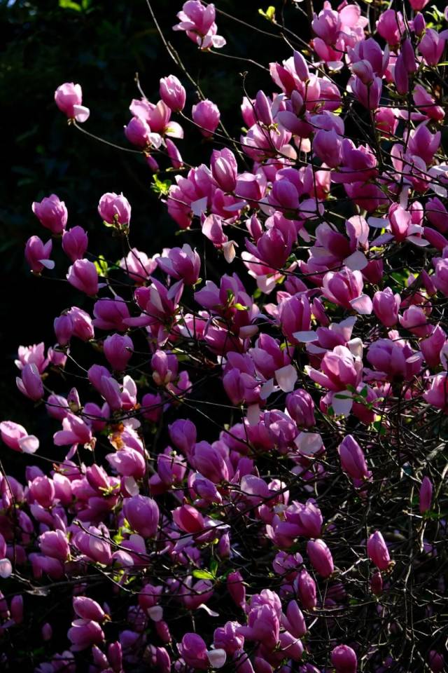 △肇庆市融媒体中心记者 吴勇强 摄