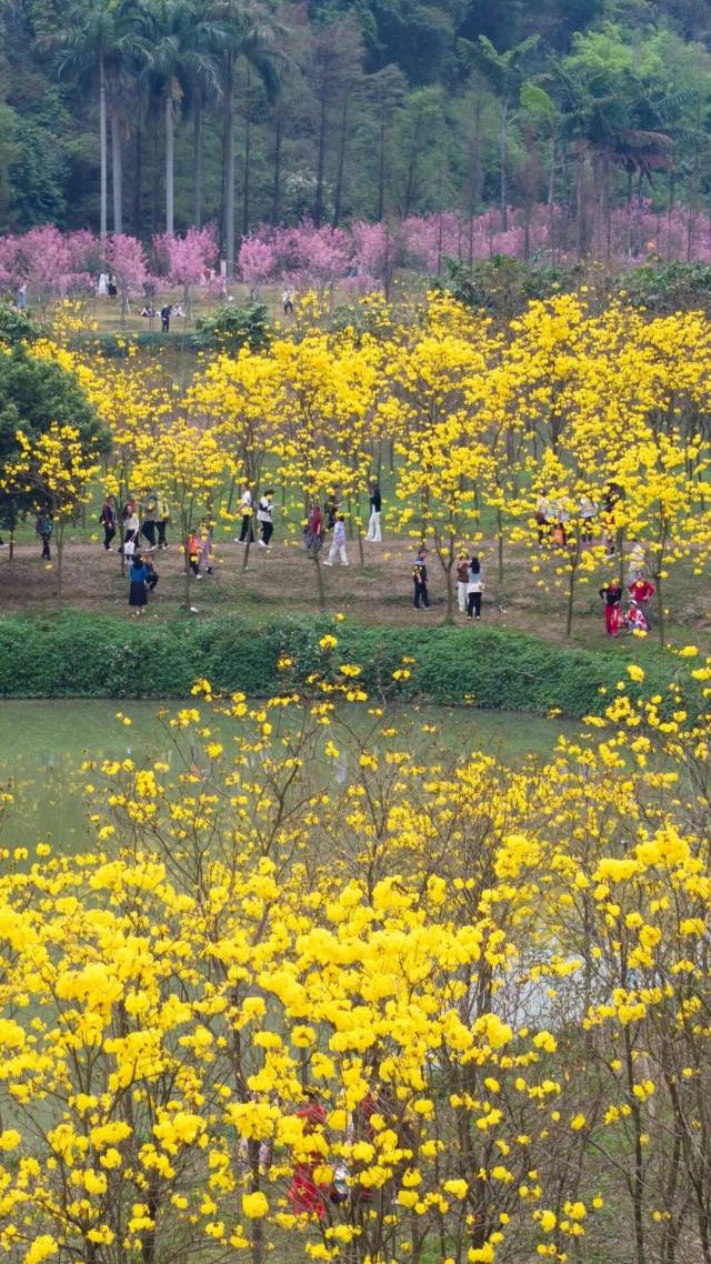 △肇庆市融媒体中心记者 吴勇强 摄