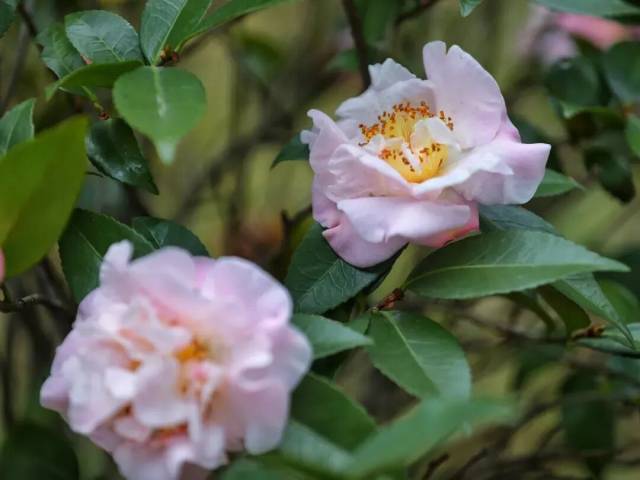 △肇庆发布特约摄影师西江1号 摄