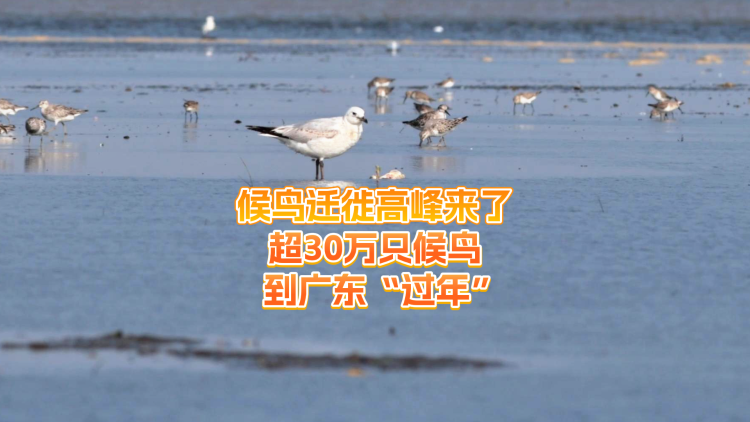 候鸟迁徙高峰来了，超30万只候鸟到广东“过年”