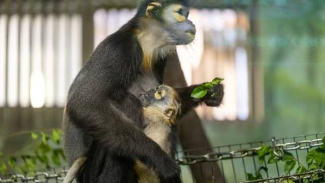 Endangered black-shanked douc langur infant reaches one-month milestone at Qingyuan Chimelong