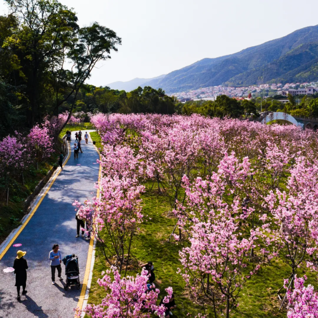 △肇庆市融媒体中心记者 吴勇强 摄