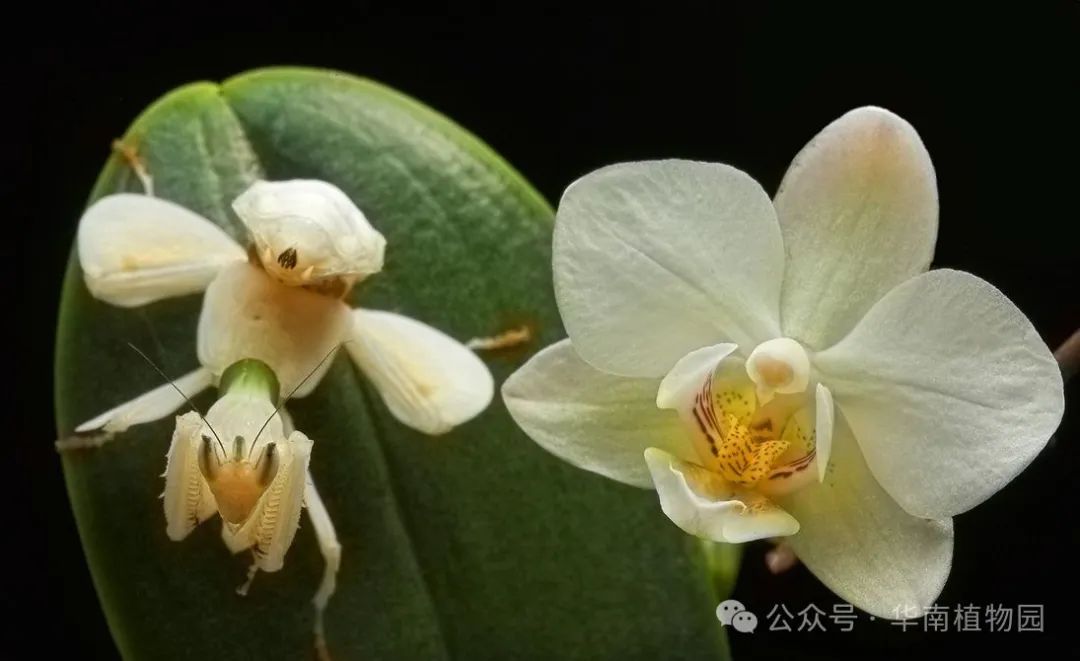 3月7日起华南植物园再展兰花螳螂，只展4天！