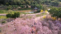 春日打卡！广州南沙十八罗汉山樱花节浪漫登场