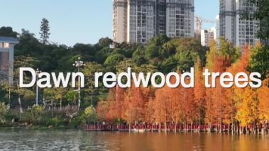 Dawn redwood trees in Huangpu turn bright red