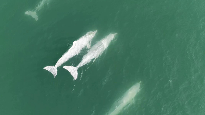 “海上大熊猫”中华白海豚现身港珠澳大桥